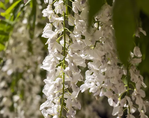 Wisteria sinensis 'Alba'