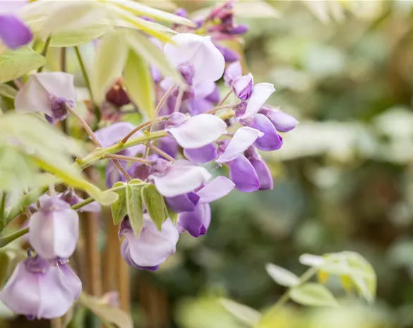 Wisteria sinensis 'Prolific'