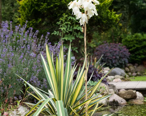 Yucca filamentosa