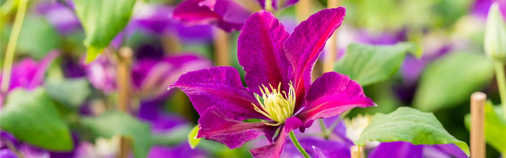 Clematis 'Picardy'