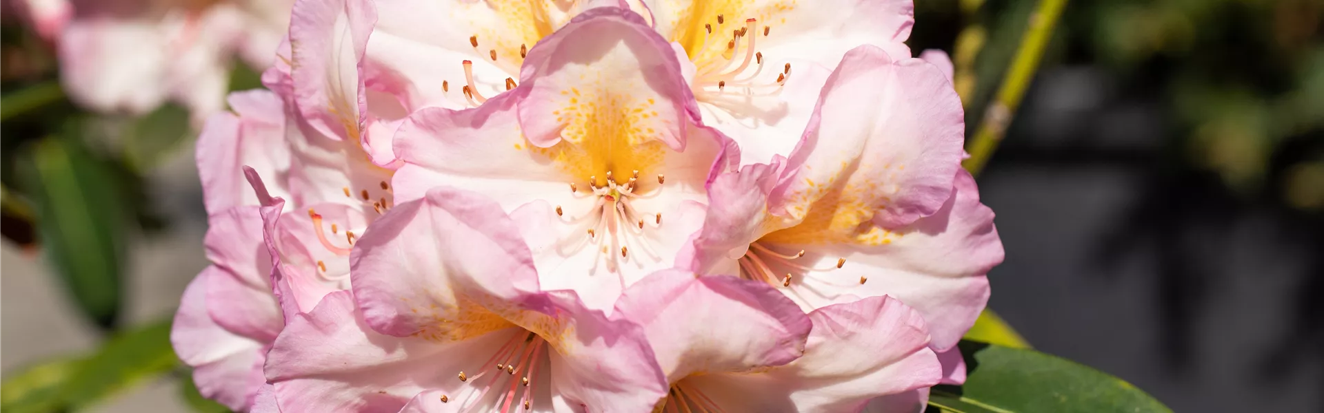 Rhododendron hybride 'Feenschleier'