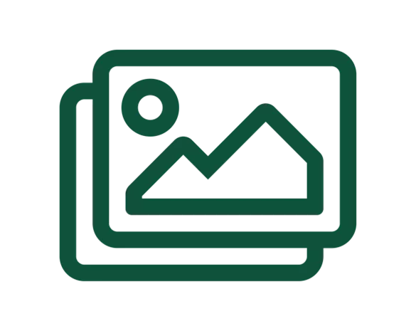 Abies koreana 'Helga'