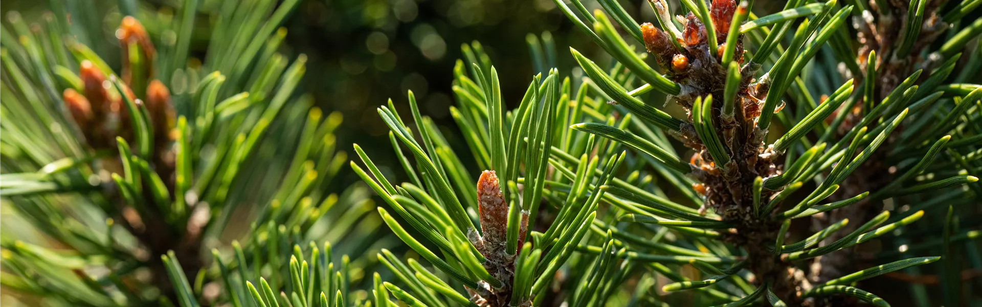 Koniferen-Nadeln