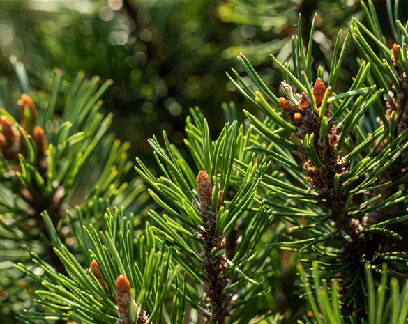 Nadelgehölze