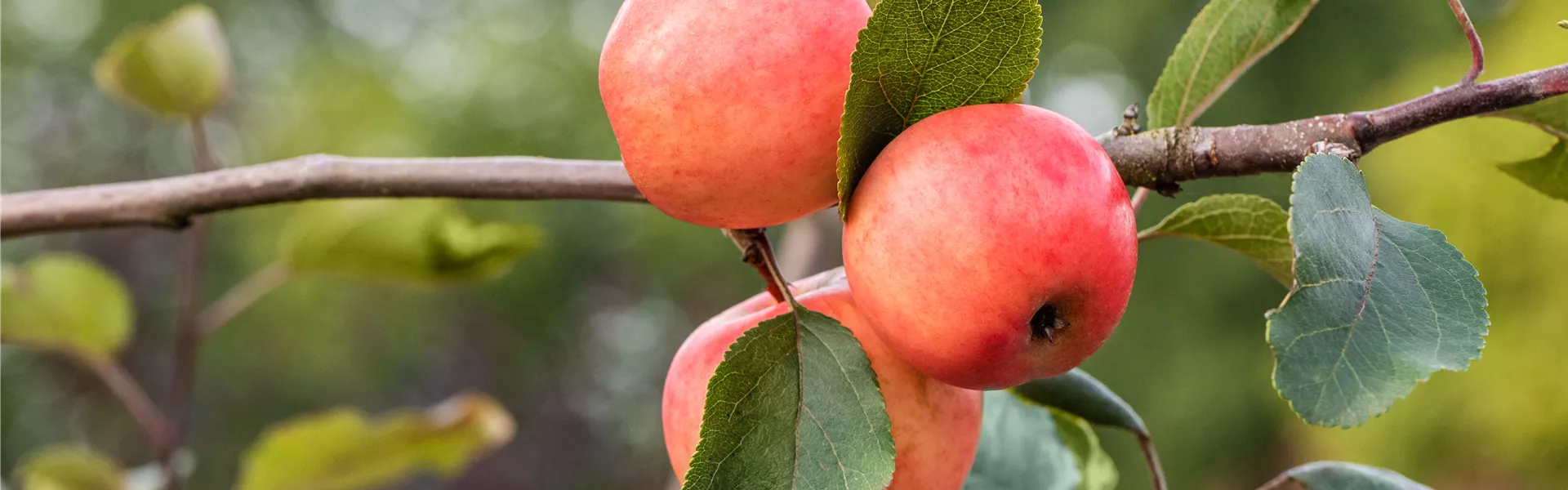 Malus domestica 'Redlove® Lollipop®'