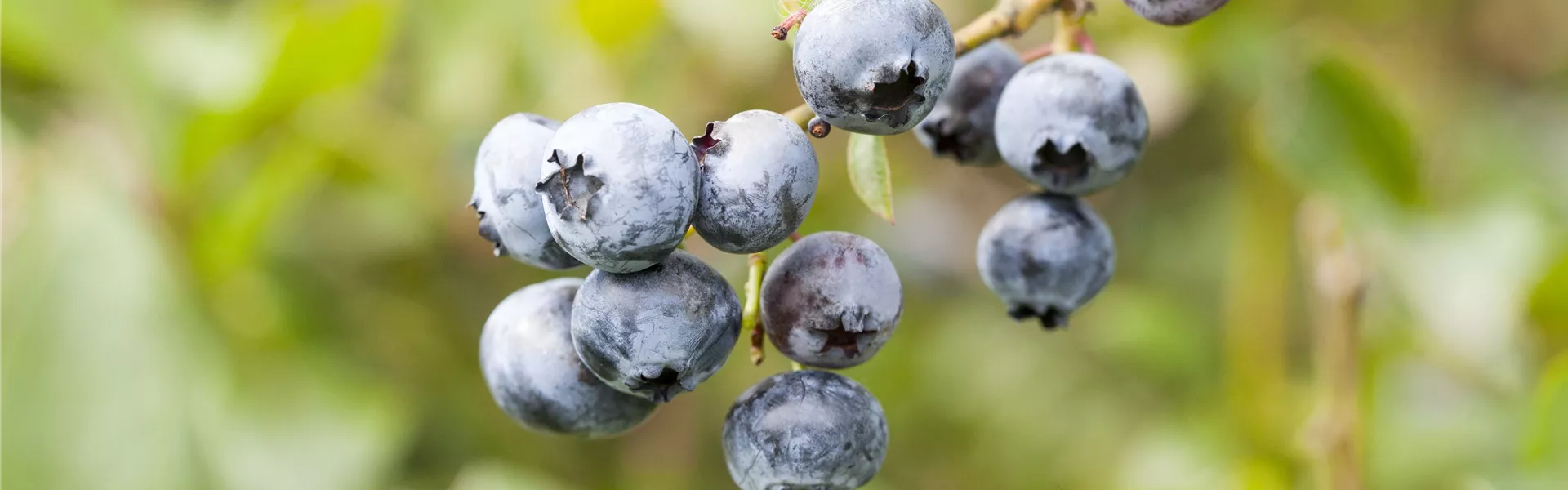 Vaccinium corymbosum