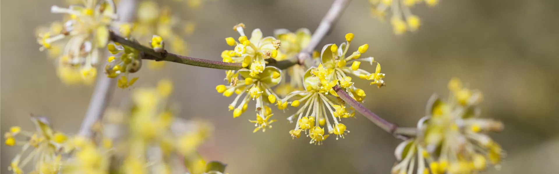 Cornus mas