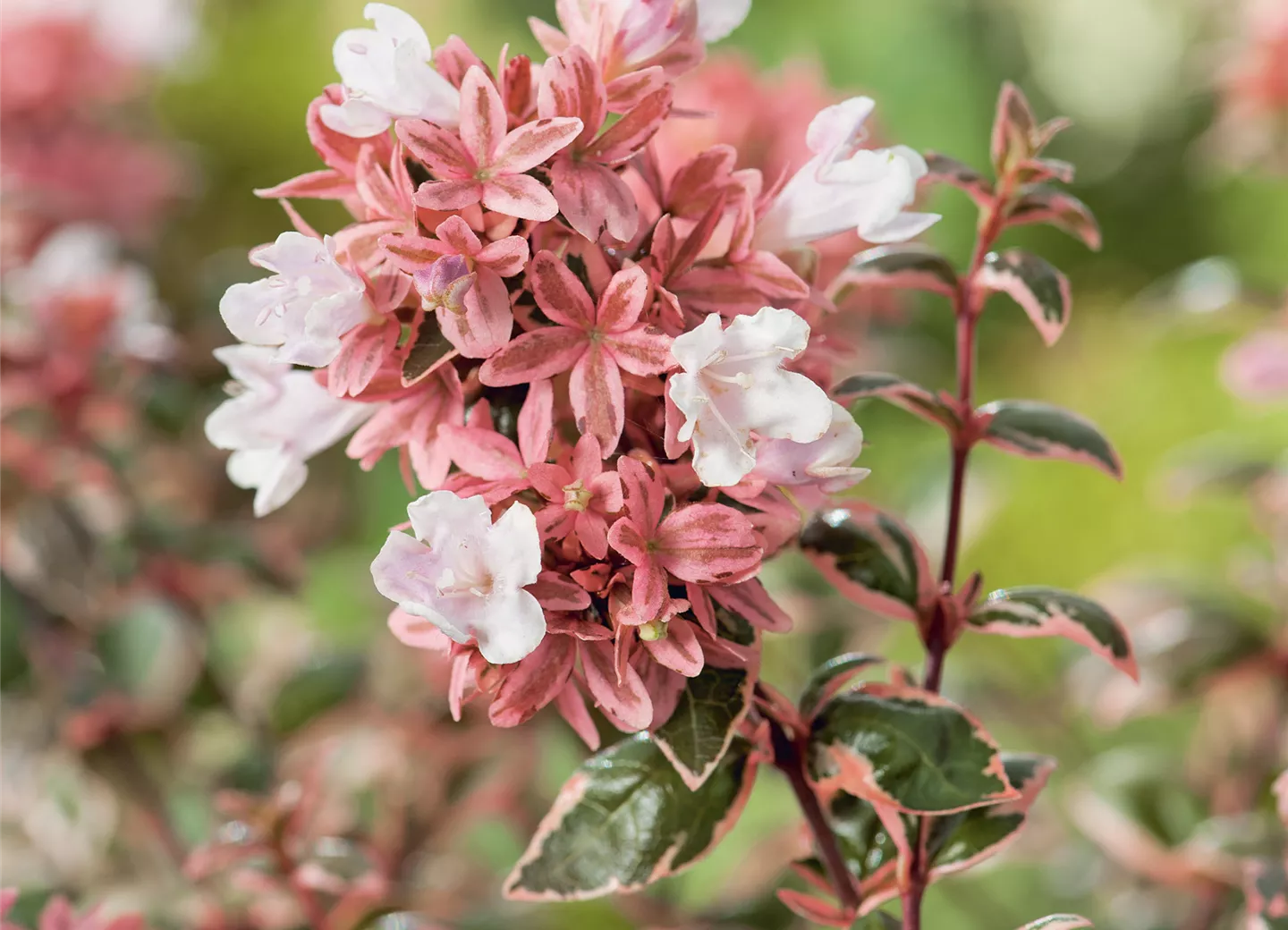 Abelia grandiflora 'Magic Daydream' ®