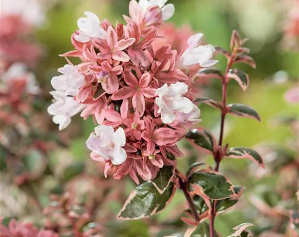 Abelia grandiflora 'Magic Daydream' ®