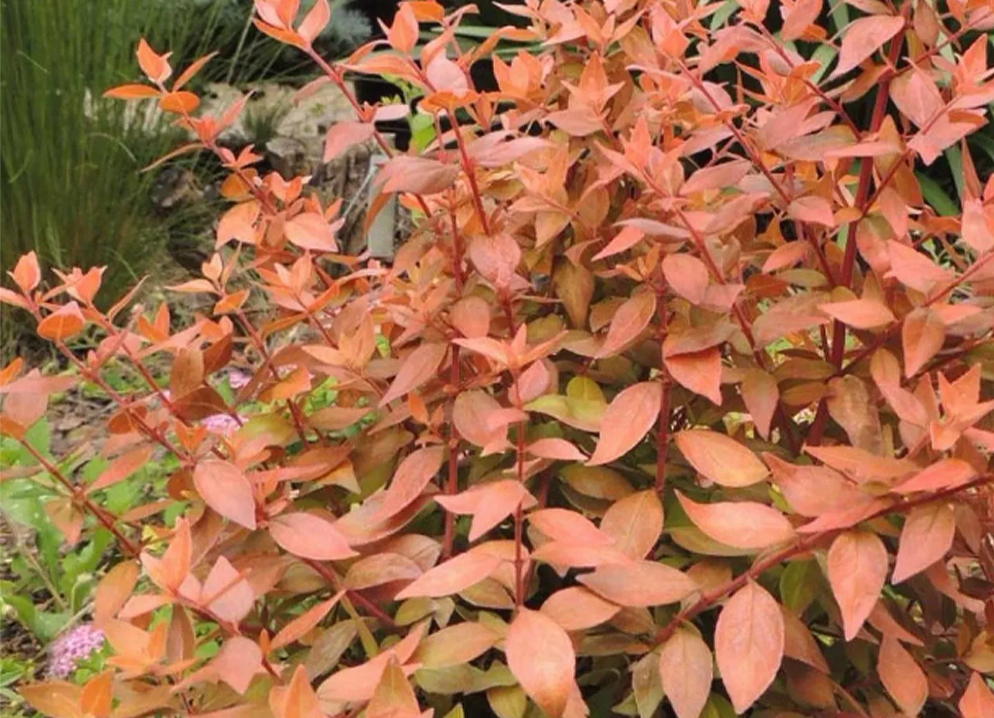 Abelia grandiflora 'Caramel Charm' ®