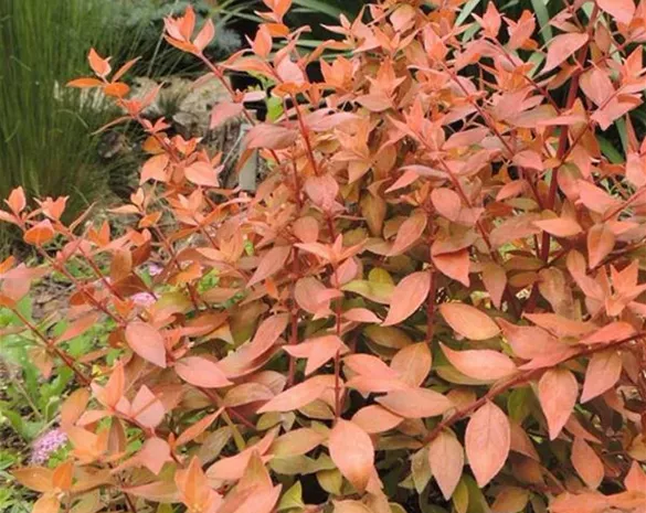 Abelia grandiflora 'Caramel Charm' ®