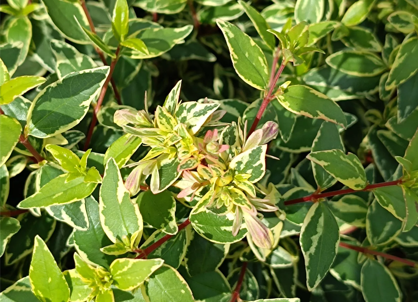 Abelia grandiflora 'Jelly Beans' ®