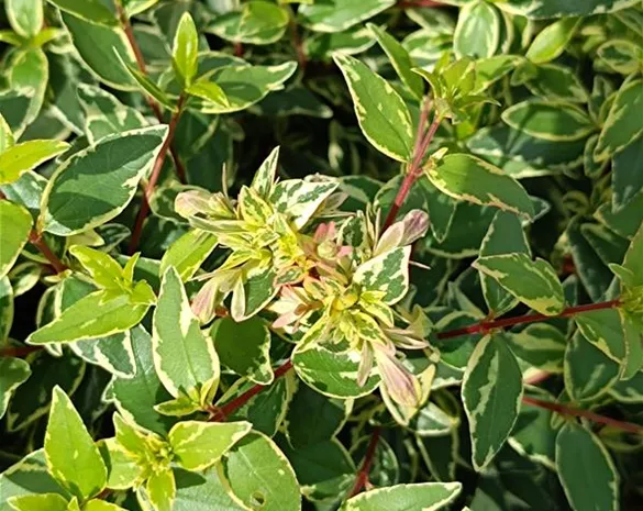 Abelia grandiflora 'Jelly Beans' ®