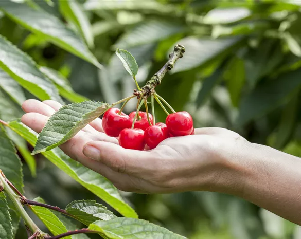 Prunus avium 'Karina' 5 Etagen-Solitär-Obst