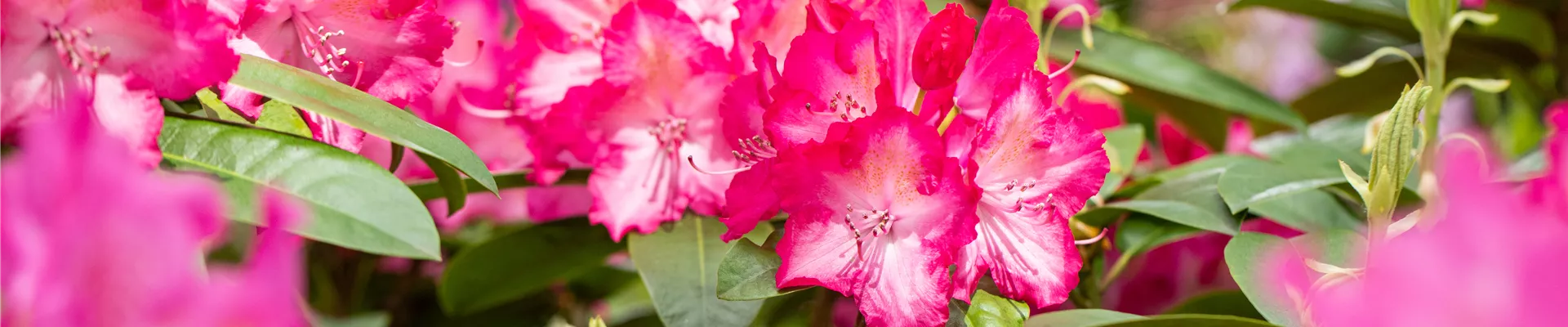 Rhododendron 'Sternzauber'