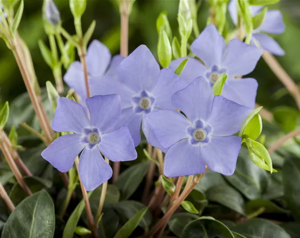 Vinca minor