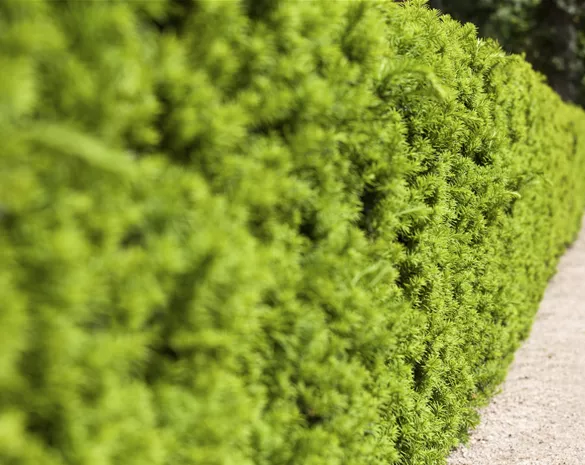 Taxus media 'Hicksii'