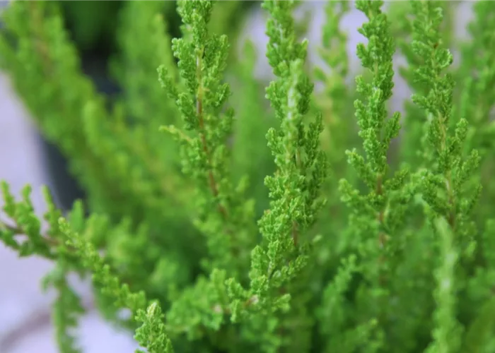 Besenheide - Einpflanzen im Garten