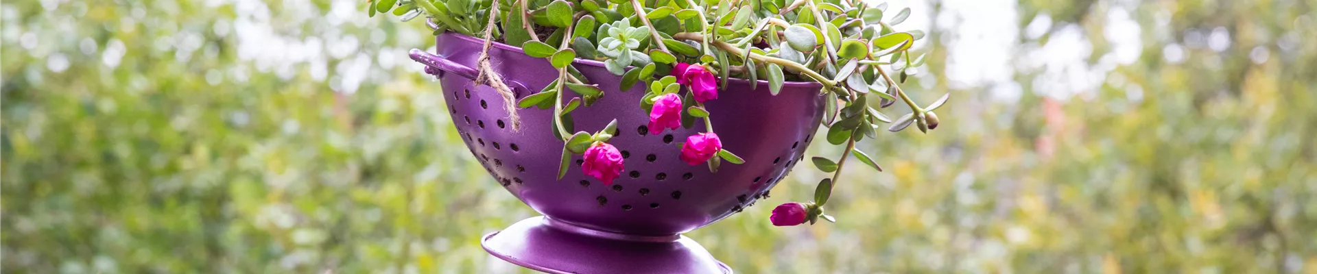 Upcycling - Pflanze in Küchensieb