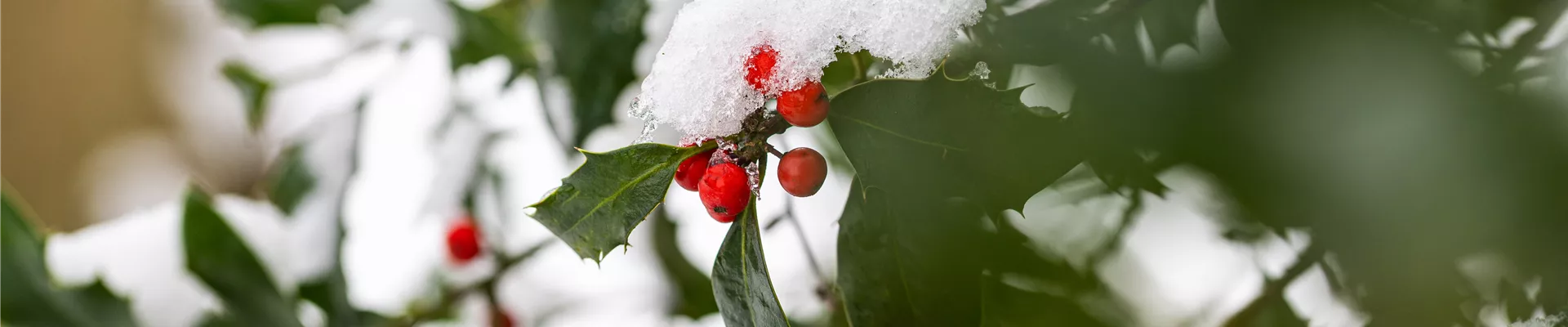 Ilex im Schnee