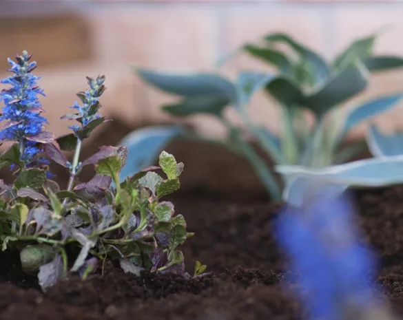 Kriechender Günsel - Einpflanzen im Garten