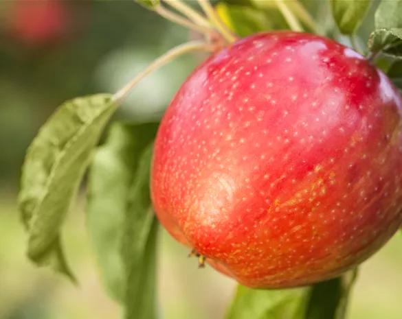 Apfelbäume im Garten – Eine reiche und leckere Ernte
