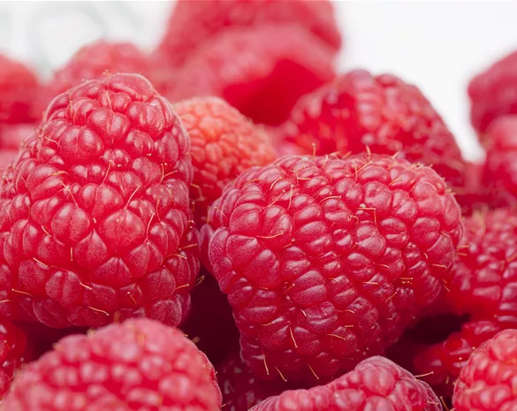 Tipps zum Pflanzen und Pflegen von Himbeeren