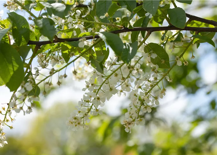 Einen stattlichen Kirschbaum im Garten anpflanzen und pflegen