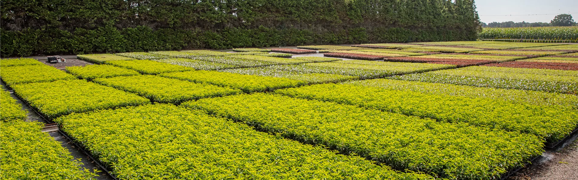 Pflanzen-Quatier in einer Baumschule