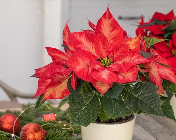 Ein Weihnachtsstern für das ganze Jahr