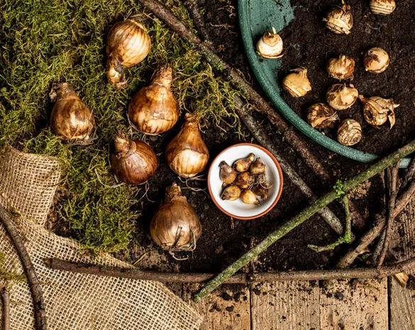 Blumenzwiebeln überwintern – der ultimative Leitfaden