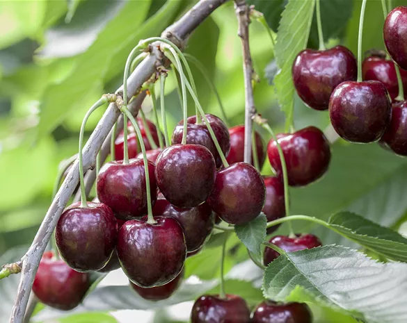 Prunus avium 'Sunburst' CAC