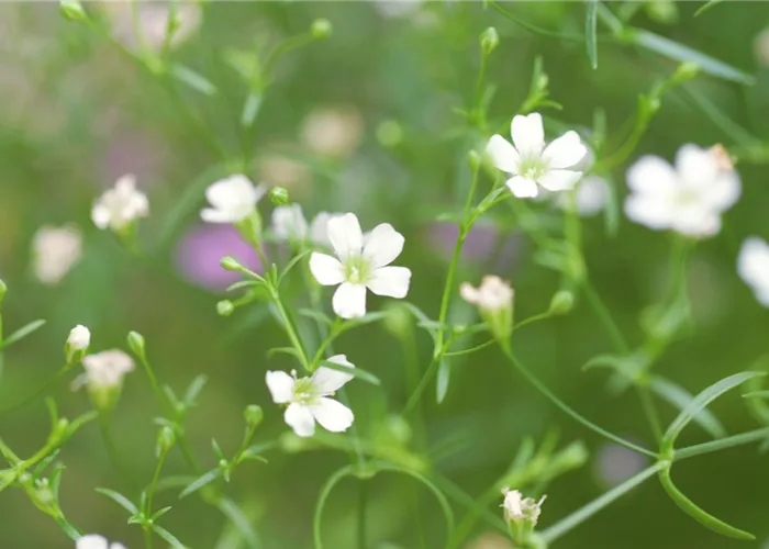 Mauer-Gipskraut - Einpflanzen im Garten