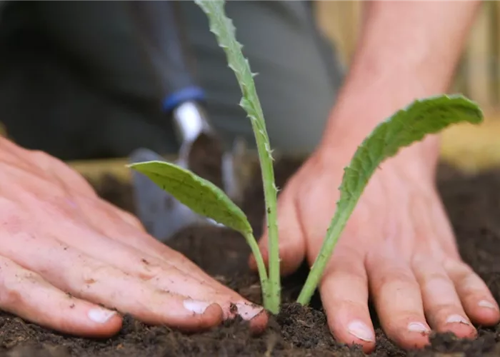 Artischocken - Einpflanzen im Garten