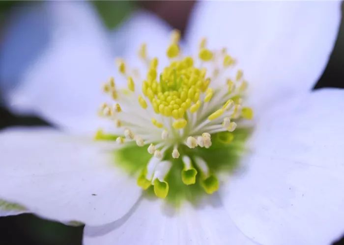 Christrose - Einpflanzen im Garten