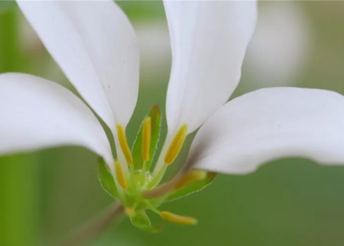 Spinnenblume - Einpflanzen im Garten