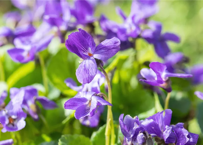 Duftveilchen - Einpflanzen im Garten
