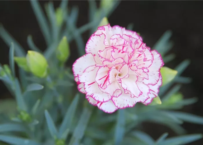 Landnelke - Einpflanzen im Garten