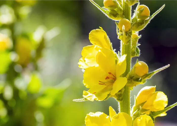 Königskerze - Einpflanzen im Garten