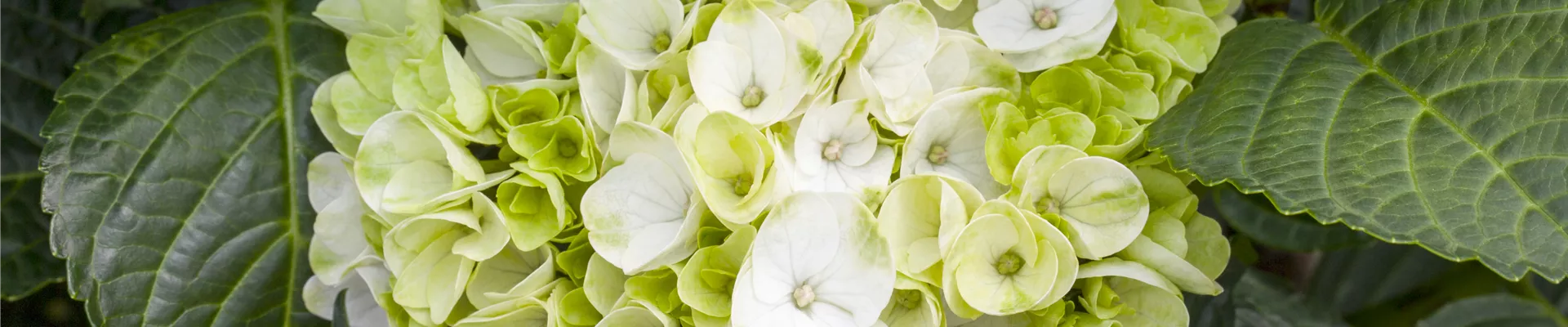 Hydrangea macrophylla 'Hochzeits-Hortensie®'