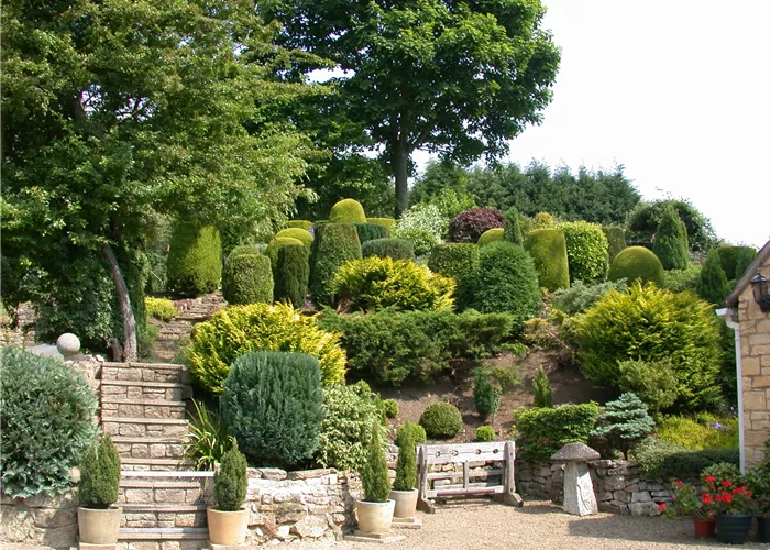 Die Koniferen überzeugen durch ihre eindrucksvolle Vielfalt