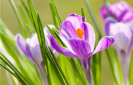 Gartenarbeit im März: Vorbereitung auf den Frühling 