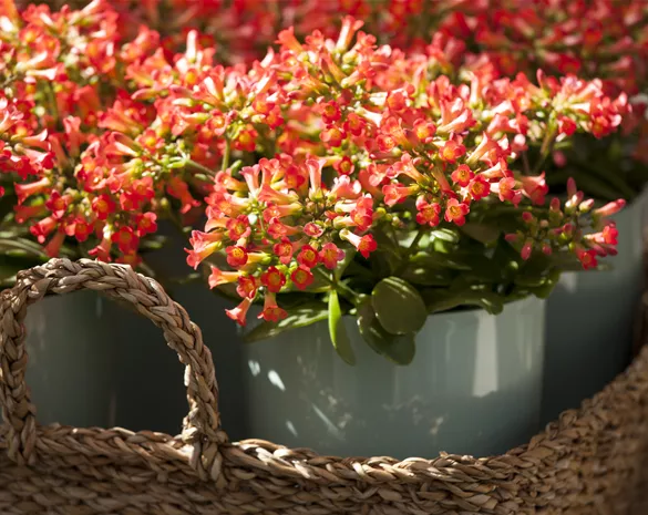 Eine Kalanchoe als blühendes Highlight im Haus