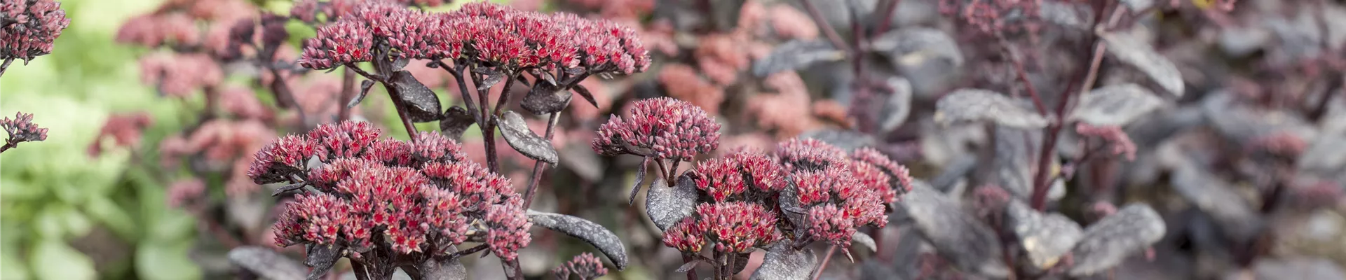 Sedum 'Touchdown Teak'