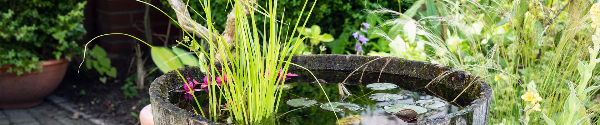 Miniaturteich im Garten
