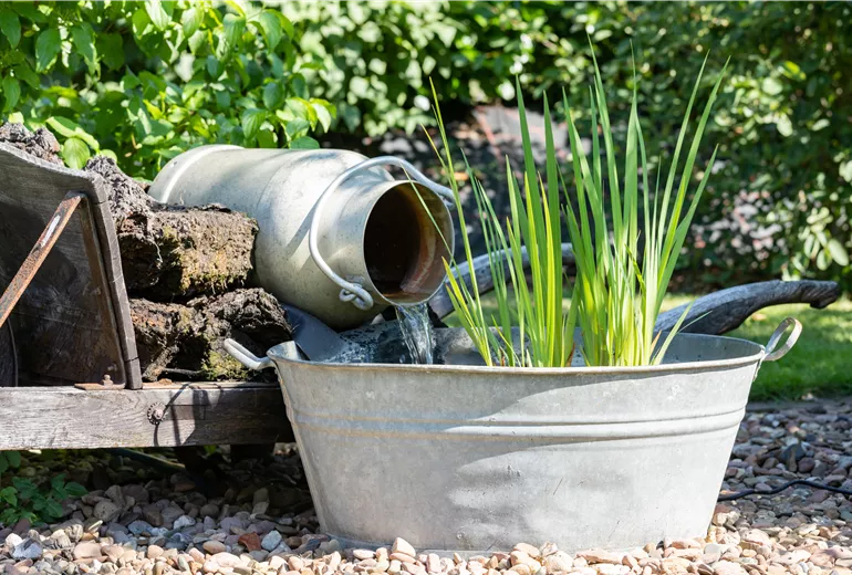 Wasserpflanzen in Zinkwanne