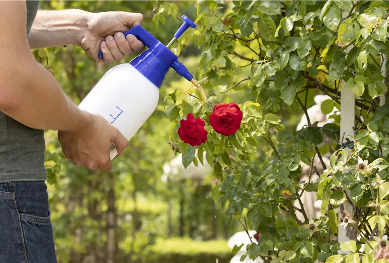 Pflanzenschutzmittel auf Rosen sprühen