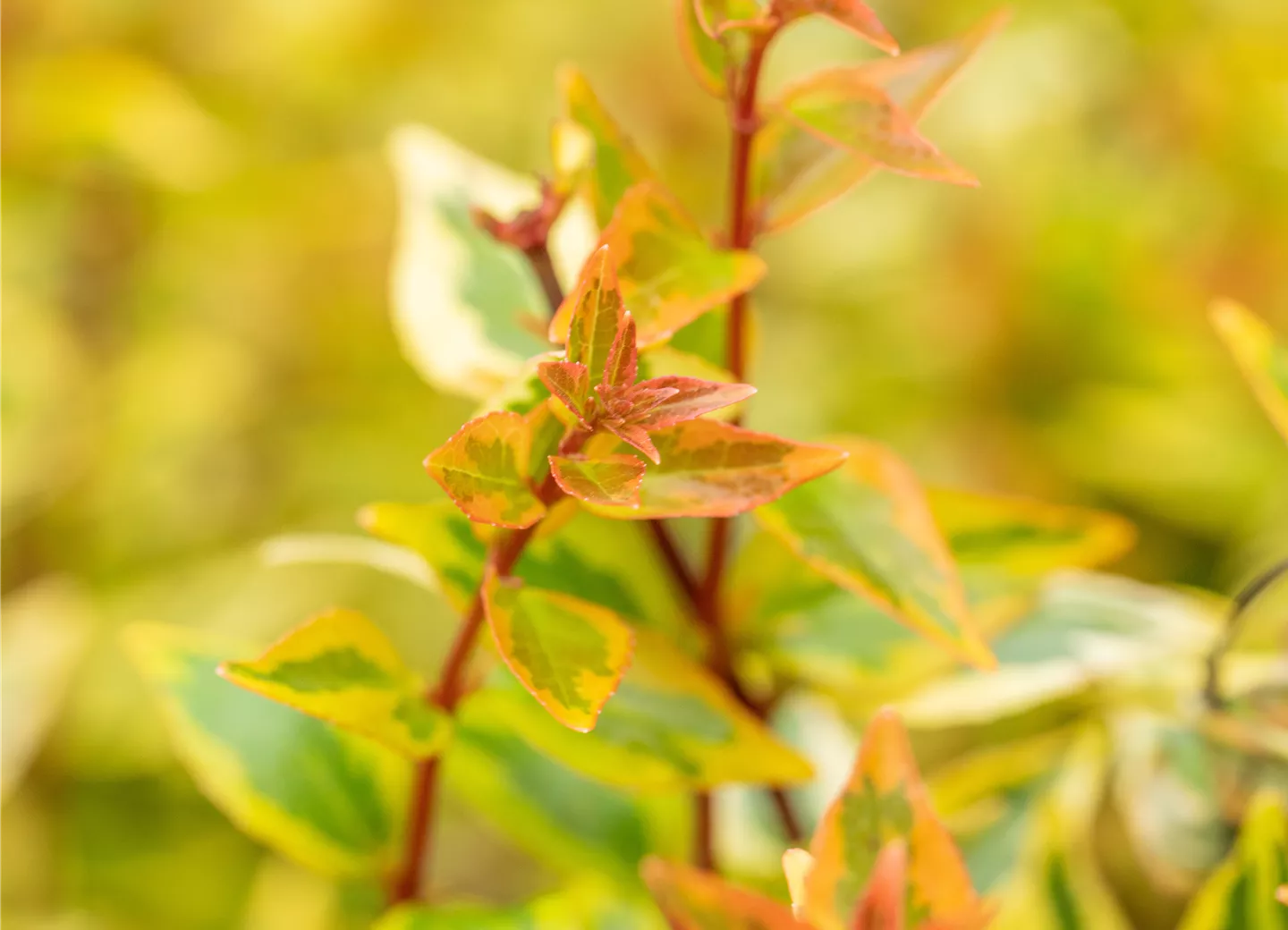 Abelia grandiflora 'Kaleidoscope' ®