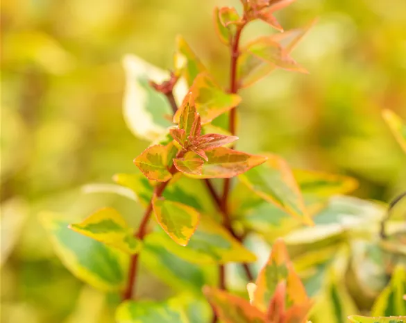 Abelia grandiflora 'Kaleidoscope' ®
