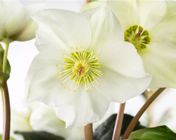 Christrosen im Garten als Blütenhighlight im Winter